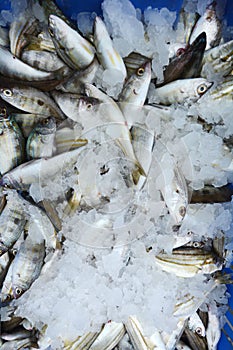 Frozen fish on display in Middle eastern fish market