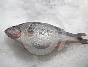 A frozen fish in a freezer