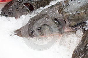 Frozen fish. Freshfish market. Gilt-head bream. Fish sale in market. Sea bream fish on ice. Fresh fish on ice for sale