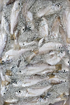 Frozen fish in the ice