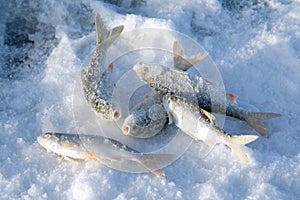 Frozen fish on ice