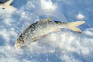 Frozen fish on ice