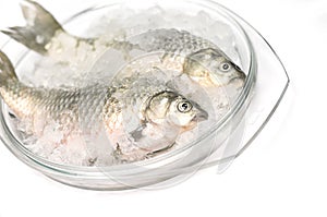 Frozen fish in ice