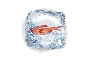 Frozen fish,ice