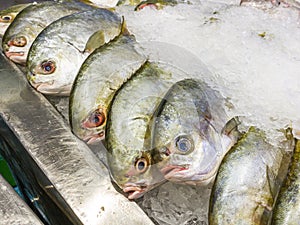 Frozen fish on the ice at seafood stall in supermarket