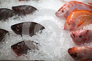 Frozen fish in ice in the Thai market.