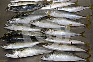 Frozen fish, Macarels, from the Indian Ocean