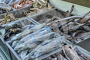 frozen fish and seafood fillets in a refrigerated display case