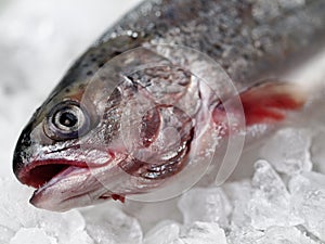 Frozen fish