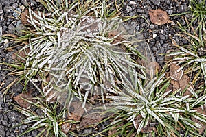 Frozen flesh of grass between brown leaves