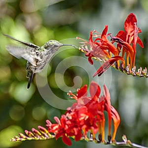 Hummingbird in Mid Flight Drinks Nectar from Red Flower