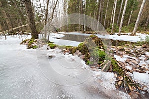Frozen flooded river in forest