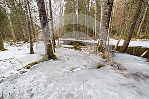 Frozen flooded river in forest