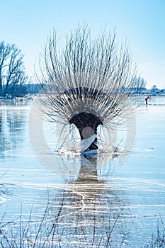 Frozen floodplains in the Netherlands during winter photo