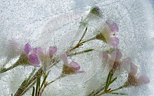 Frozen flora - waxflower