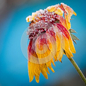 Frozen flower