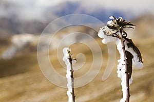 Frozen flower