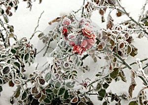 Frozen flower