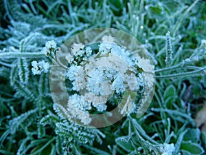 Frozen flower