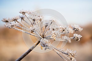 Frozen flower Dry wild flower