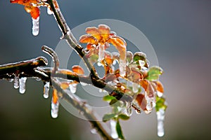 frozen flower, frozen branch of tree in winter