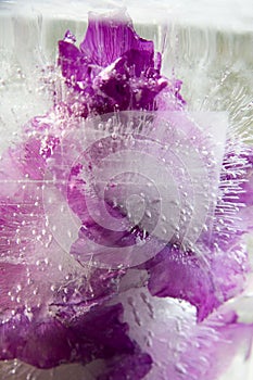 Frozen flower of gladiolus