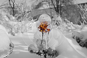 Frozen flower inside the transparent ice, monochromatic scene