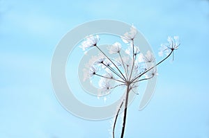 Frozen flower on sky