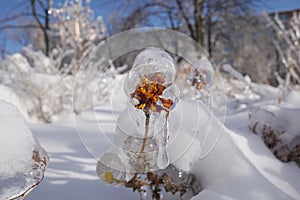 Frozen flower in a transparent crystal