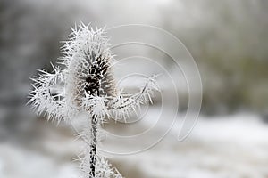 Frozen flower of wild teasel Dipsacus fullonum with ice needles in the hoar frost in winter, copy space, selected focus, narrow