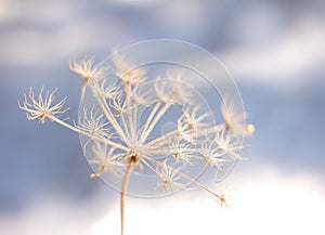 Frozen flower in winter coldness