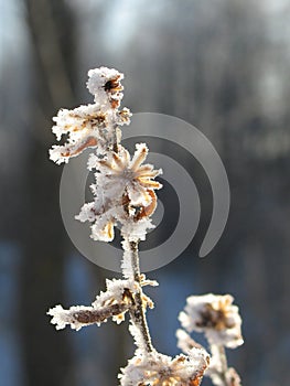 Frozen flower at winter morning