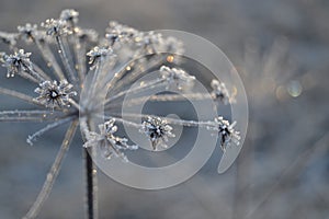 Frozen flowers