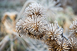 Frozen flowers of agrimony close-up. Dry flower covered with ice crystals. Winter