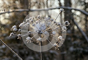 Congelato fiori 