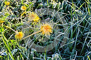 Frozen Flowers of a Dandelion in the Morning Frost