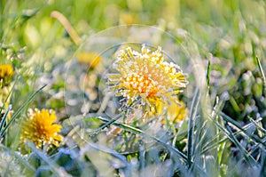 Frozen Flowers of a Dandelion in the Morning Frost