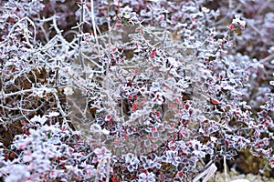 Frozen flowers in the mountains of Nepal`s Langtang National Park