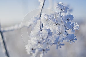 Frozen flowers. Umbelliferae family