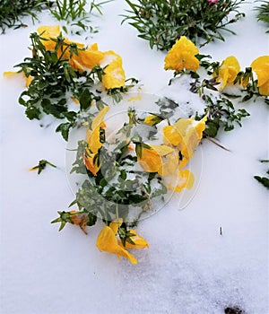 Frozen flowers under snow.