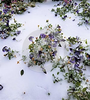 Frozen flowers under snow.