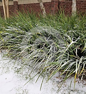 Frozen flowers under snow.