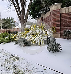 Frozen flowers under snow.