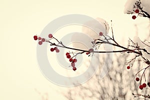 Frozen food. Climate control. Seasonal berries. Christmas rowan berry branch. Hawthorn berries bunch. Rowanberry in snow