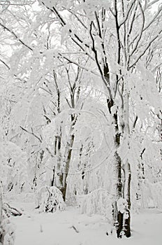 Frozen forest