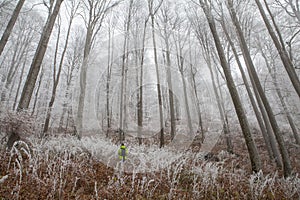 Frozen forest