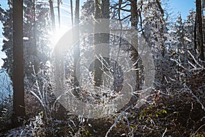 Frozen forest, beauty in the forest in frost