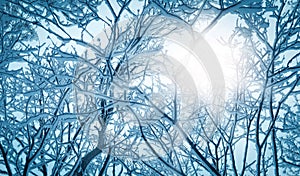 Frozen forest branches under soft winter sunlight