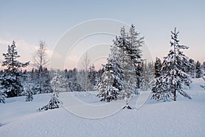 Frozen forest covered by snow