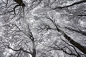 Frozen forest covered with snow, freezing after